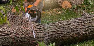 How Our Tree Care Process Works  in  Odell, OR