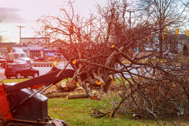 Best Root Management and Removal  in Odell, OR