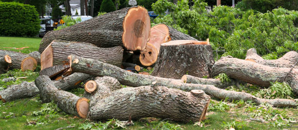 Reliable Odell, OR Tree Care Solutions